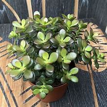 Jade Plant Large Living Houseplant