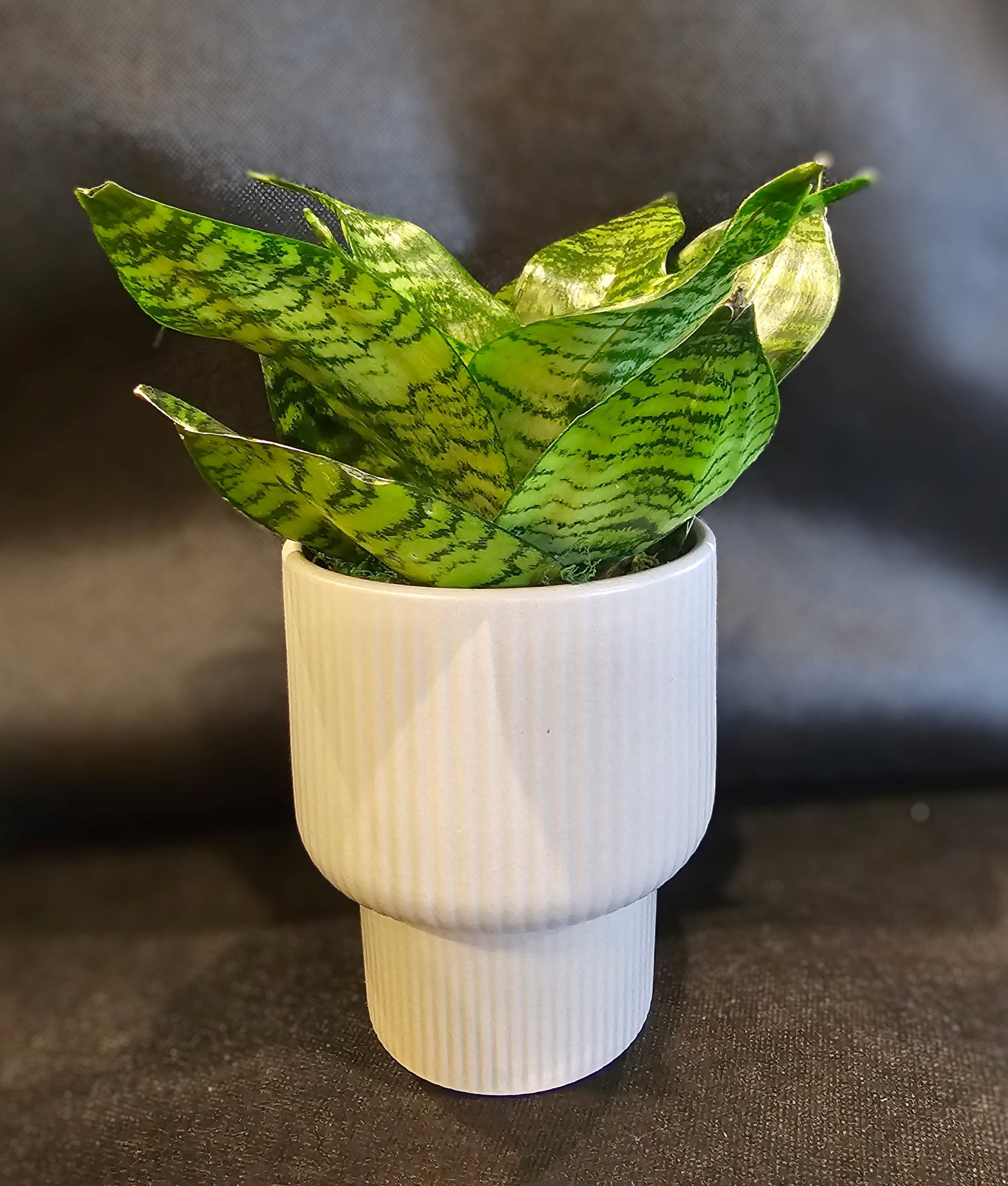 Potted Snake Plant Living Houseplant