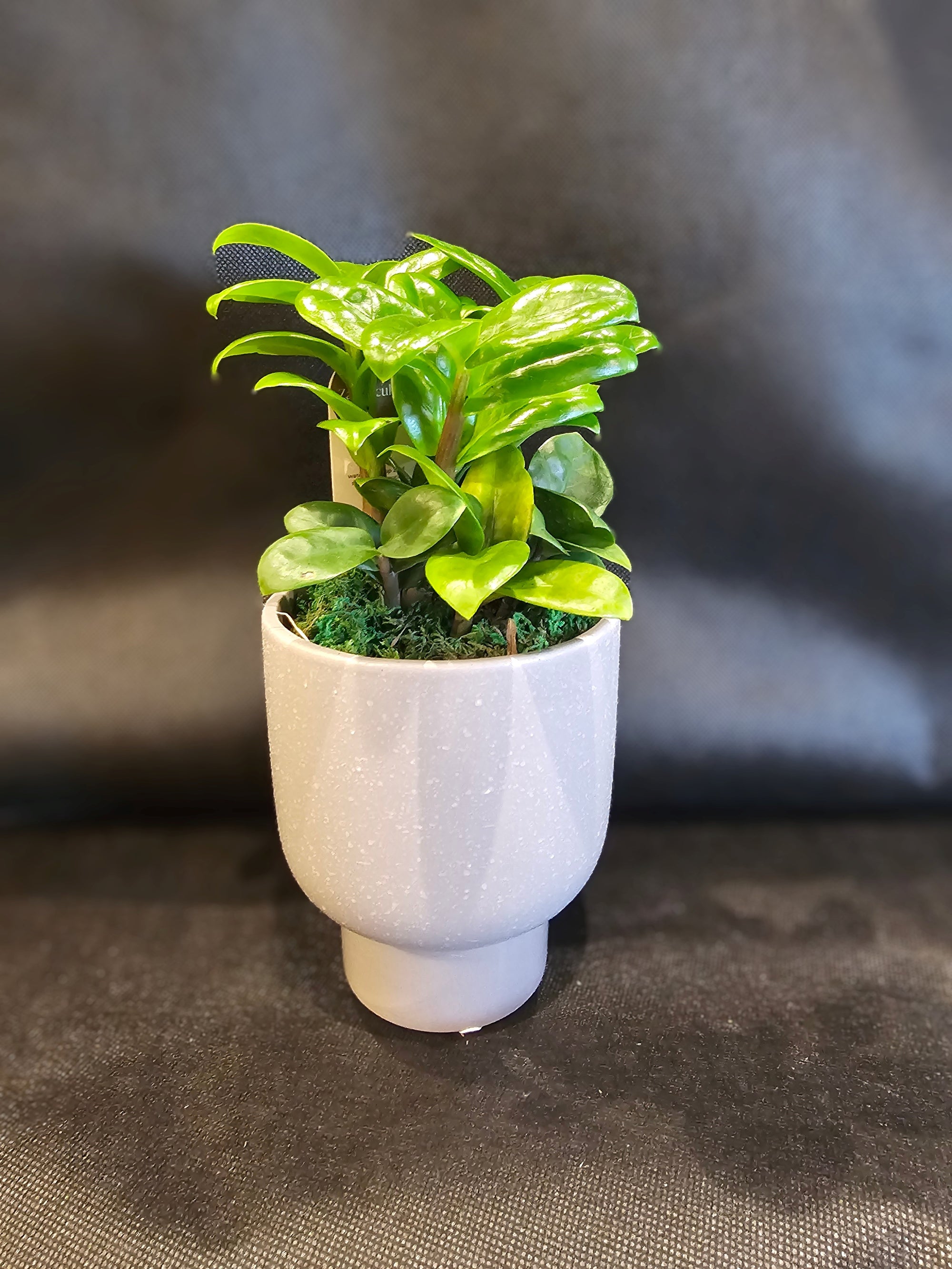 Potted Baby Rubber Plant Living Houseplant