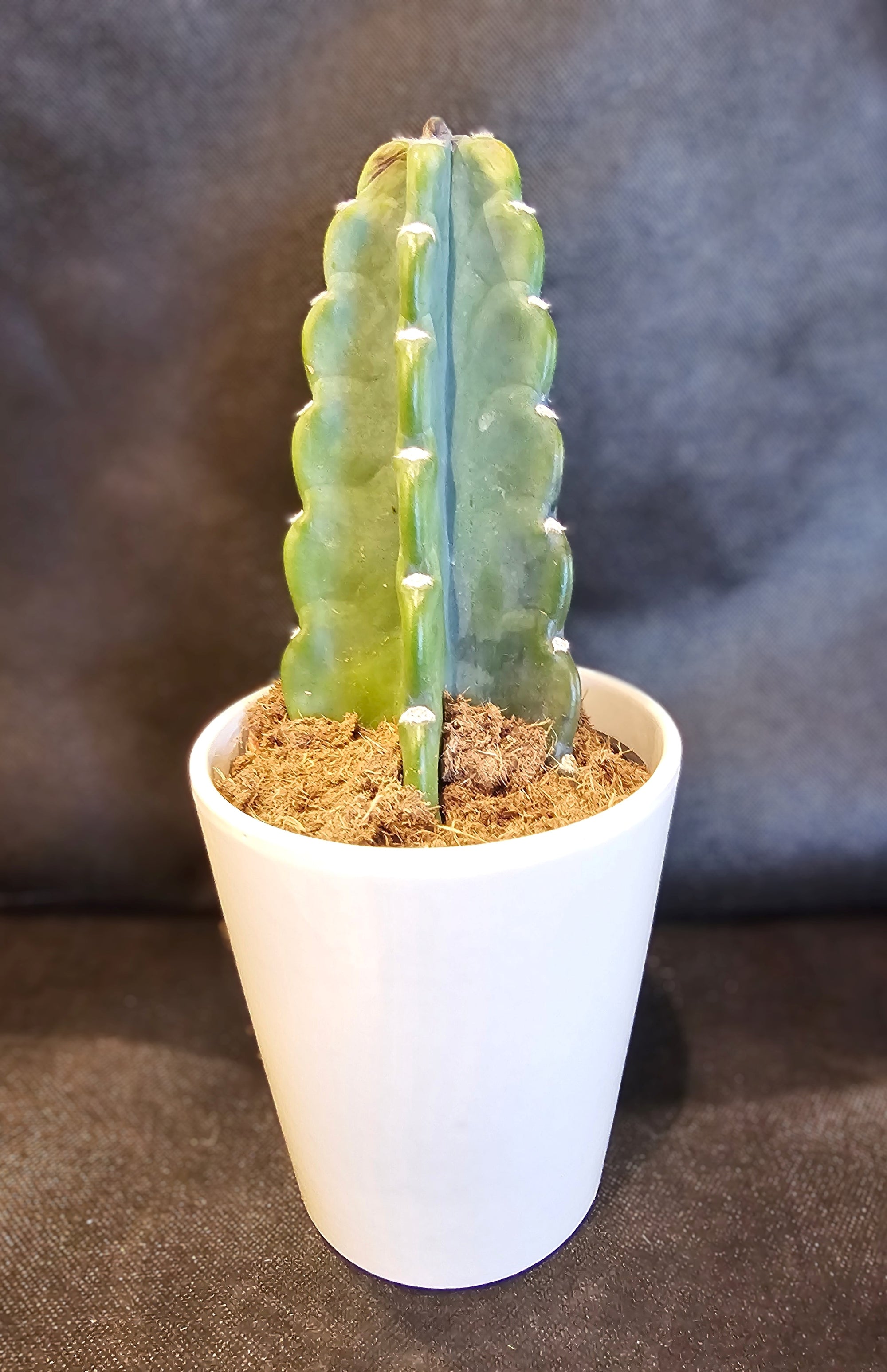 Cuddly Cactus Houseplant in Pot