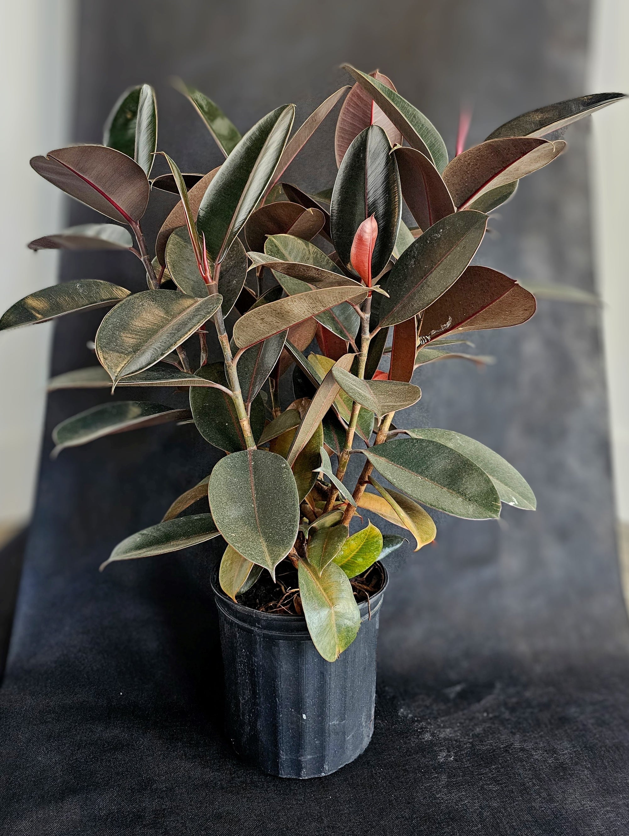 Burgundy Rubber Plant, Large