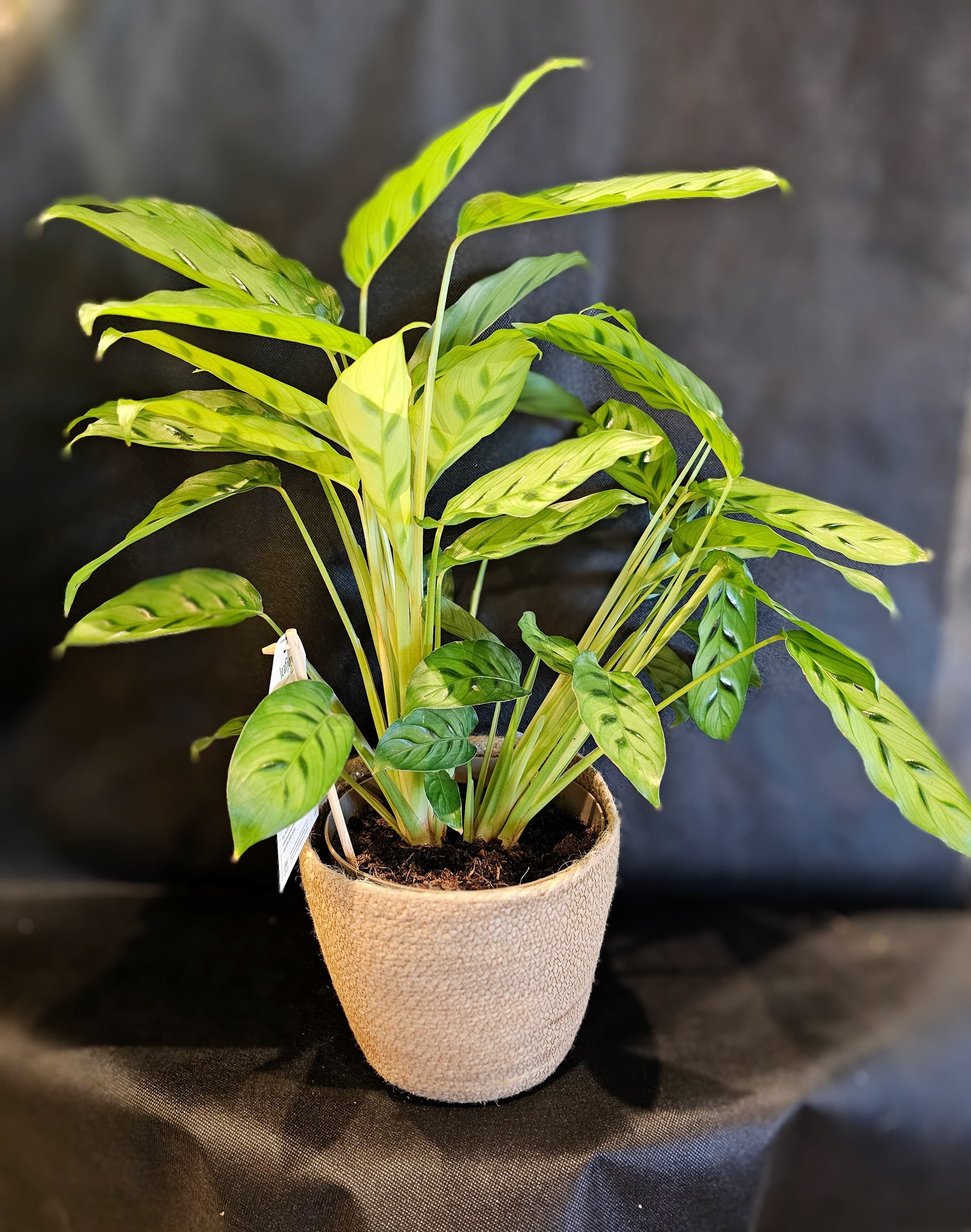 Calathea Living Houseplant, Medium Potted