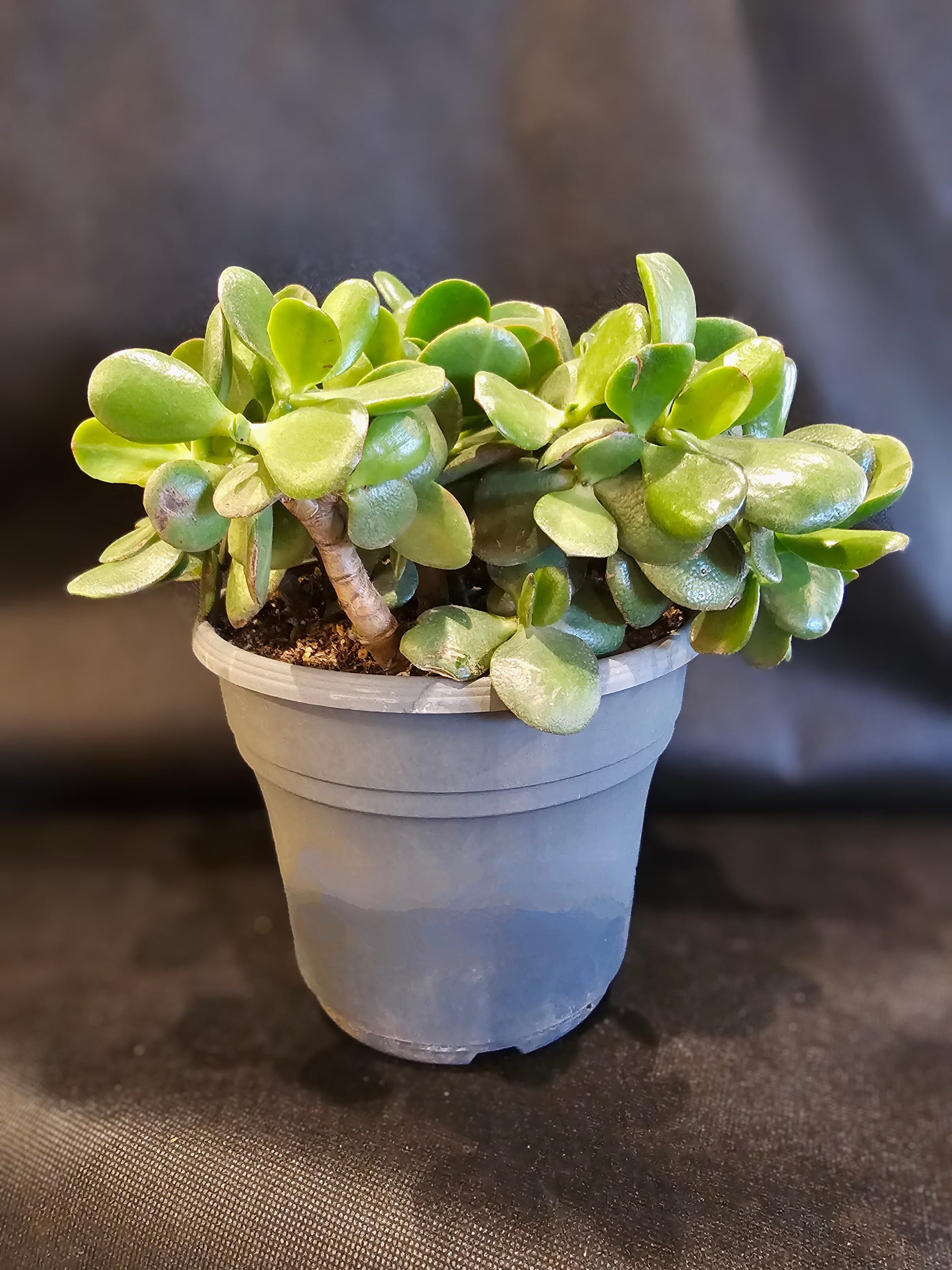 Jade Plant Medium Living Houseplant