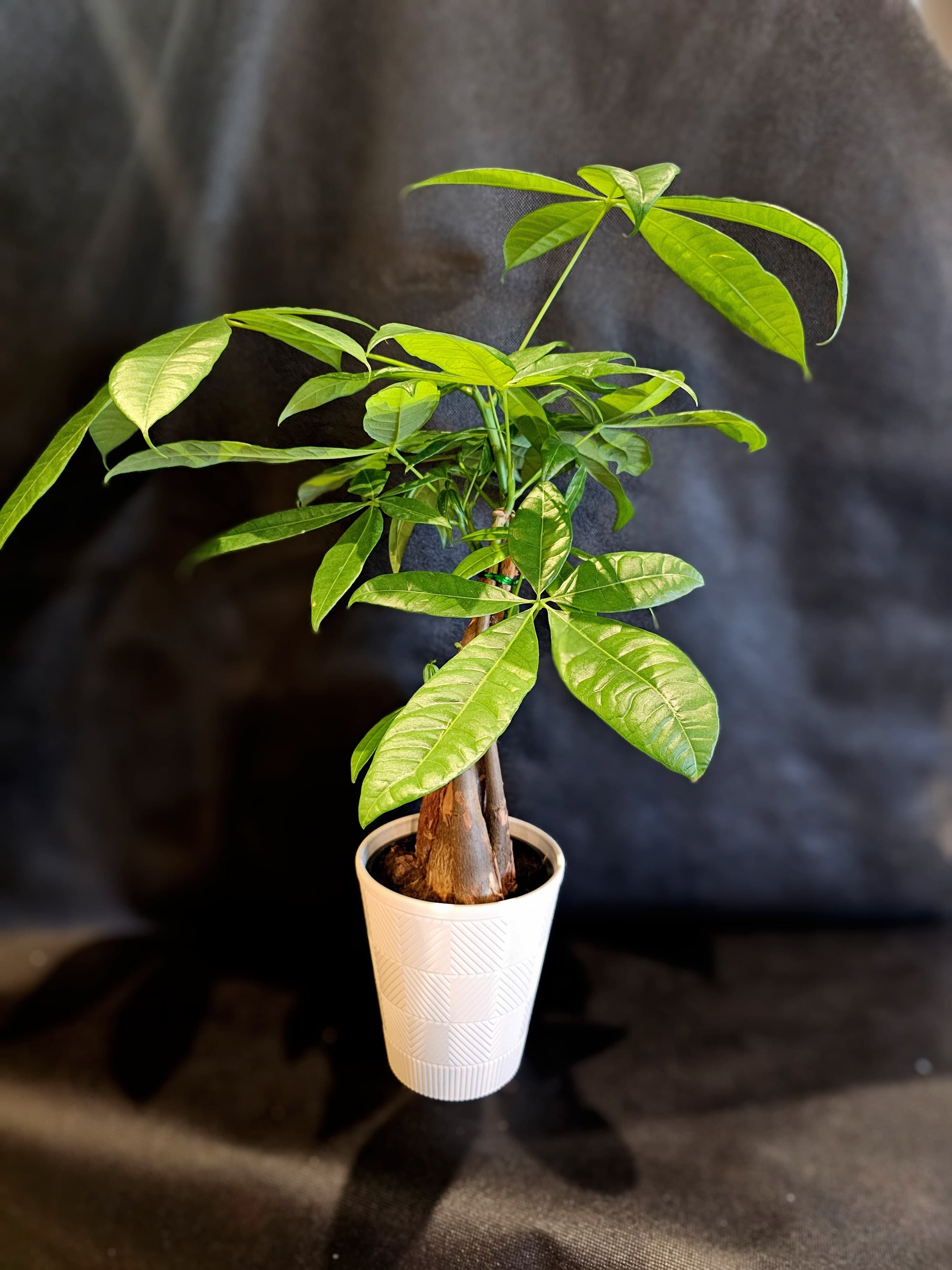 Moneytree Living Houseplant, Small