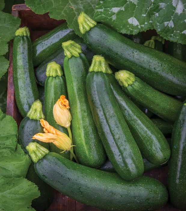 Zucchini Individual