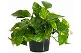 Golden Pothos Potted Living House Plant, Large