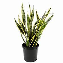 Large Laurentii Living Snake Plant