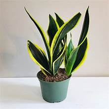 Medium Snake Plant, Yellow Variegated