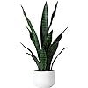 Tabletop 22" Potted Artificial Snake Plant