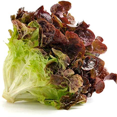 Lettuce, Green Leaf, Individual