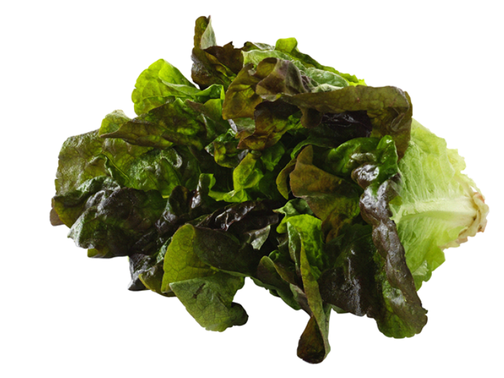 Red Leaf Lettuce